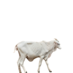 Healthy Cow