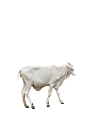 Healthy Cow