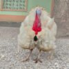 Live Healthy Turkey