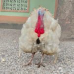 Live Healthy Turkey