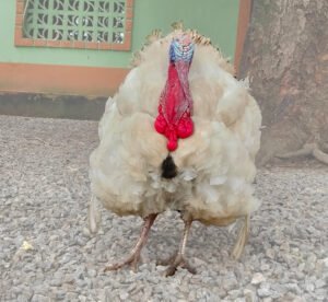 Live Healthy Turkey