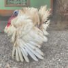 Live Healthy Turkey