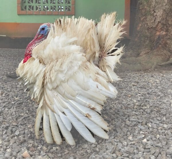 Live Healthy Turkey