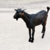 Black Live Goat