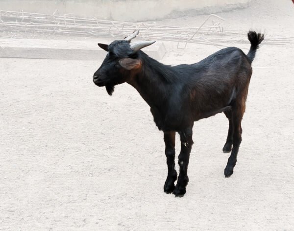 Black Live Goat