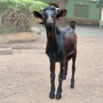 Black Live Goat