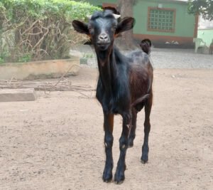 Black Live Goat