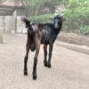 Black Live Goat