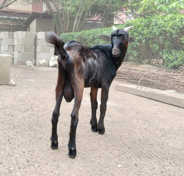 Black Live Goat