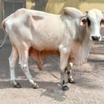 Healthy Live Cow