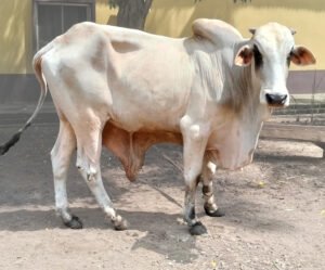 Healthy Live Cow
