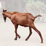 Brown Live Goat – Healthy, Hardy & Meat-Rich