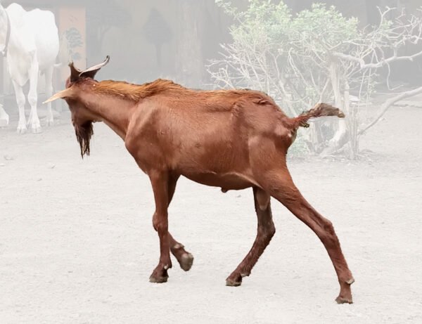 Brown Live Goat – Healthy, Hardy & Meat-Rich