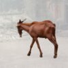 Brown Live Goat – Healthy, Hardy & Meat-Rich