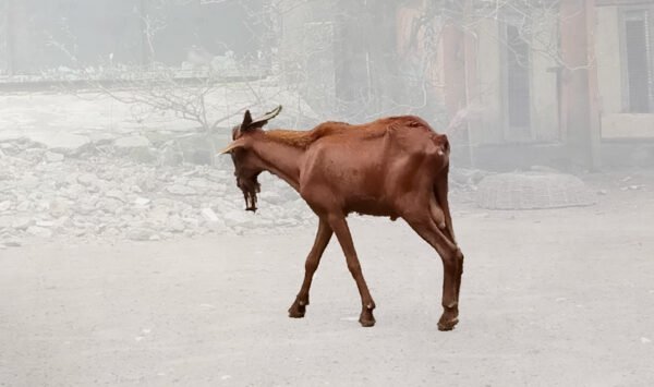 Brown Live Goat – Healthy, Hardy & Meat-Rich