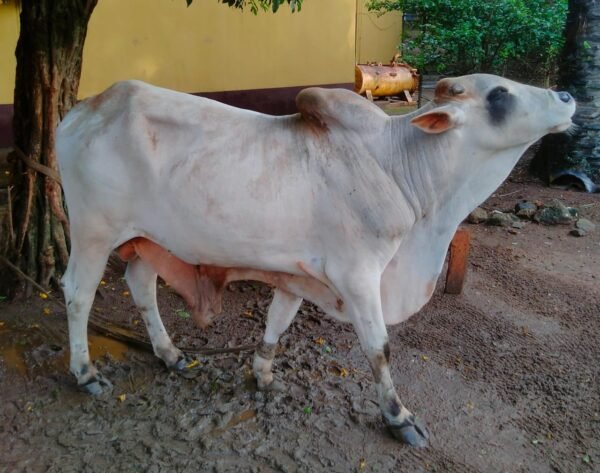 2026/03/1000740350-1.jpg Live Cattles