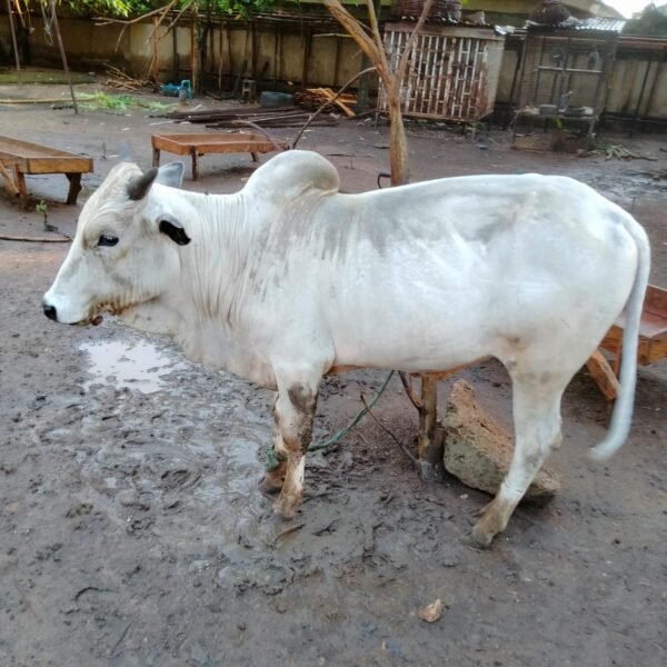 2026/03/1000740357-1.jpg Live Cattles